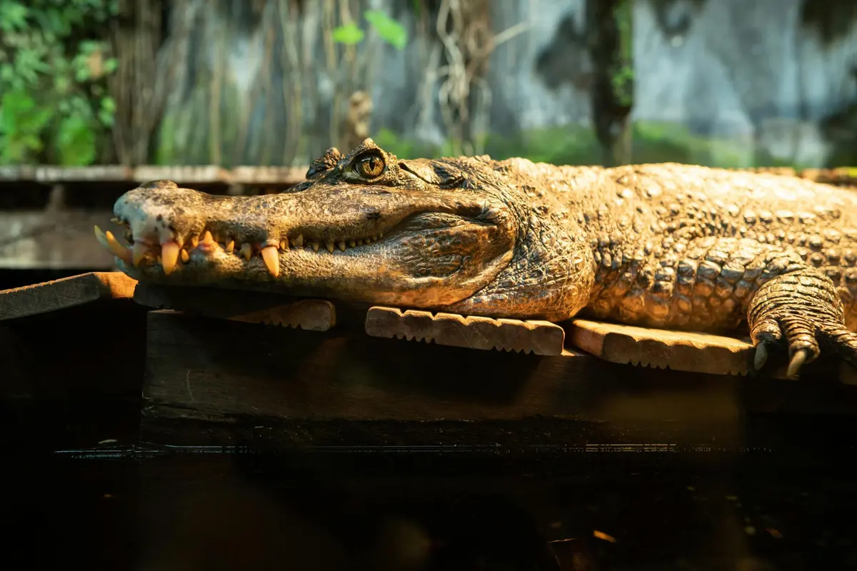 Aquarium Nausicaá: Billet coupe-file