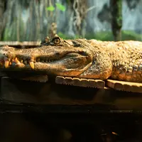 Aquarium Nausicaá: Billet coupe-file DR