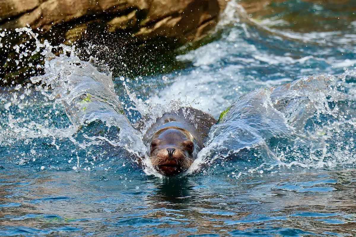 Aquarium Nausicaá: Billet coupe-file