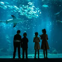 Aquarium Nausicaá: Billet coupe-file DR