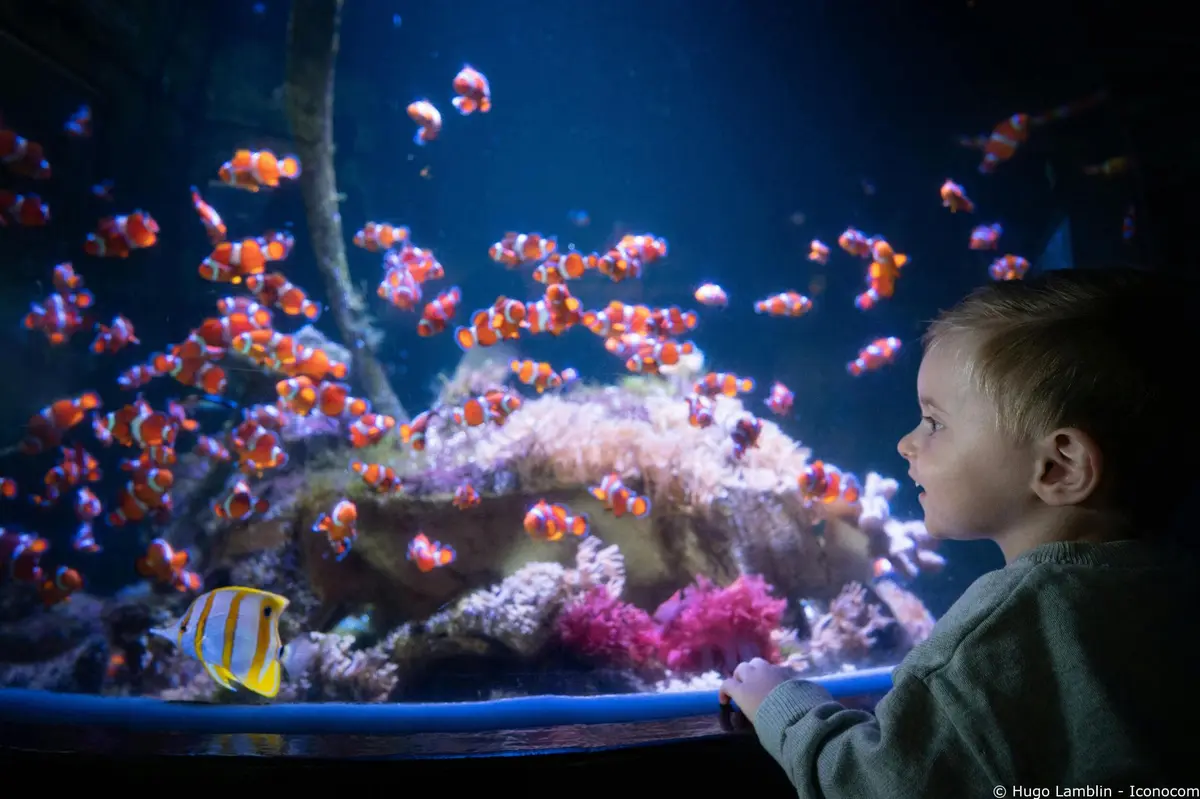 Aquarium Nausicaá: Billet coupe-file