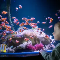 Aquarium Nausicaá: Billet coupe-file DR