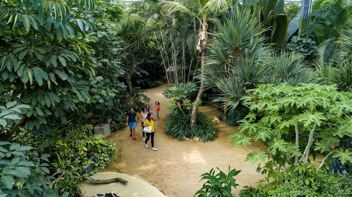 Un groupe de personnes marchant sur un chemin de sable entouré d'une végétation tropicale dense et de palmiers.