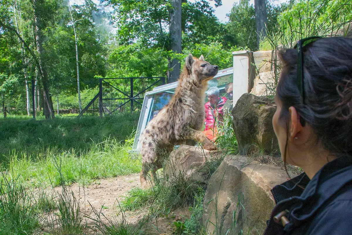 Safari Thoiry : Billet d'entrée