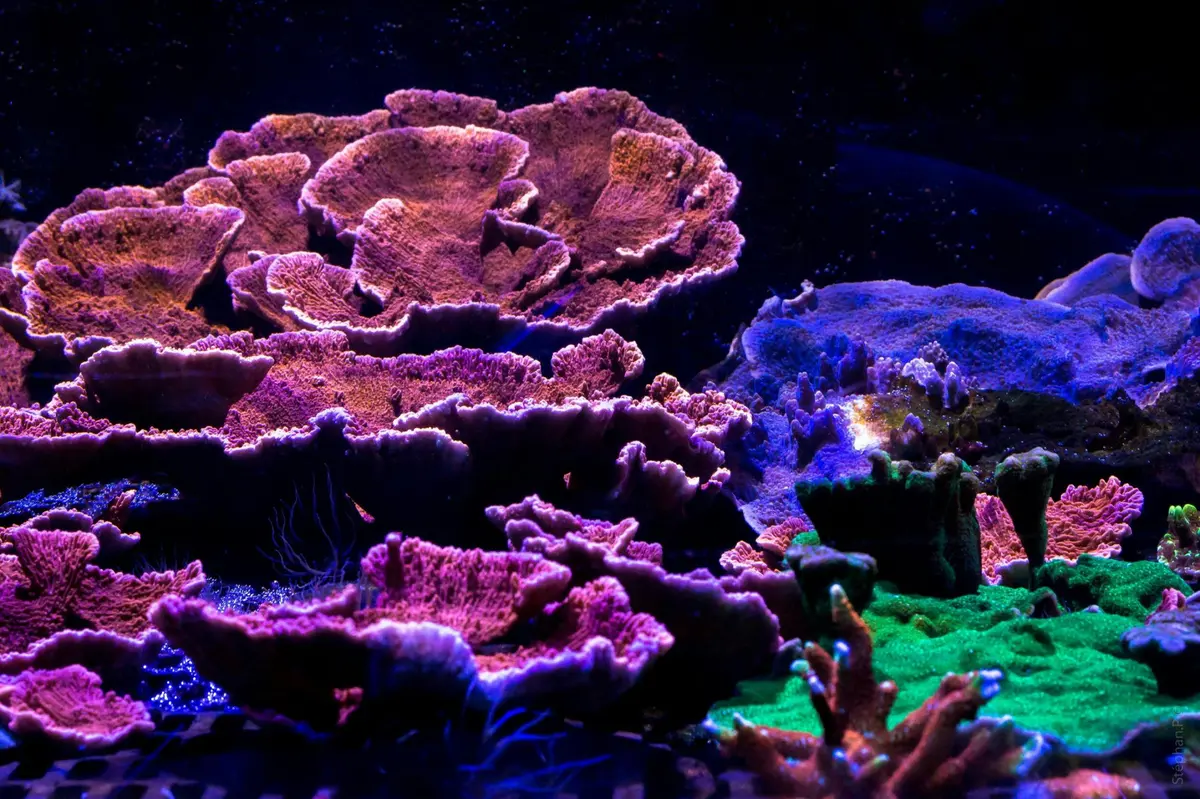 Aquarium Nausicaá: Billet coupe-file