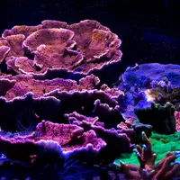 Aquarium Nausicaá: Billet coupe-file DR