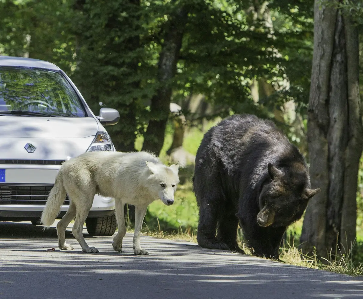 Safari Thoiry : Billet d'entrée
