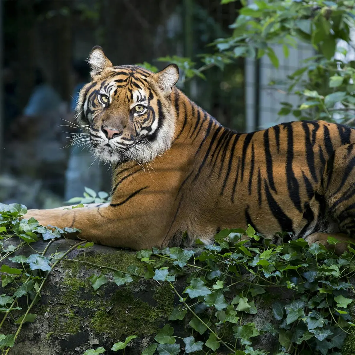 Un tigre aux rayures orange et noires est allongé sur une surface en pierre recouverte de lierre, avec un feuillage vert en arrière-plan.