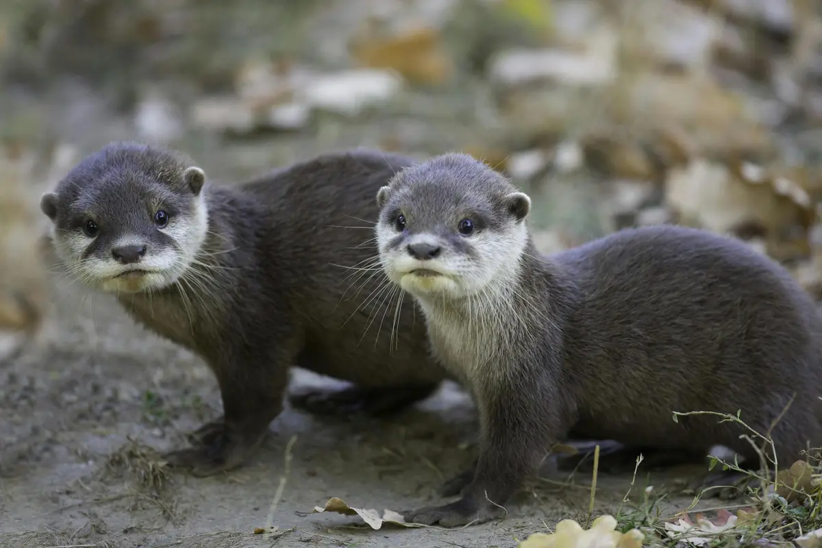 Safari Thoiry : Billet d'entrée