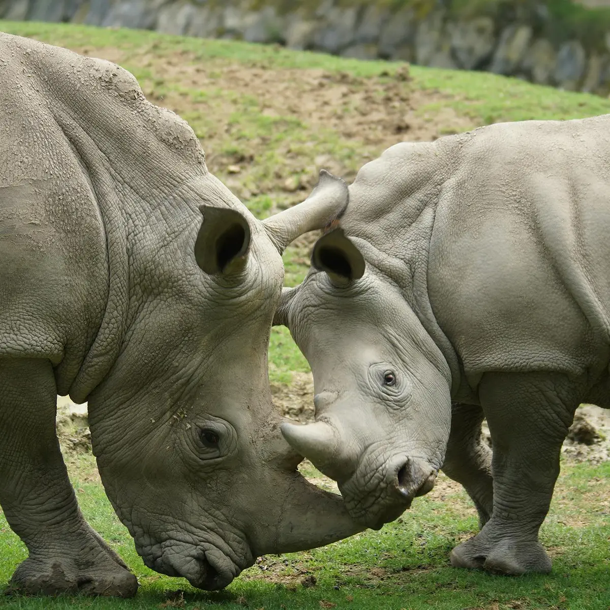 Deux rhinocéros se touchant la tête sur un terrain herbeux avec une colline rocheuse en arrière-plan.