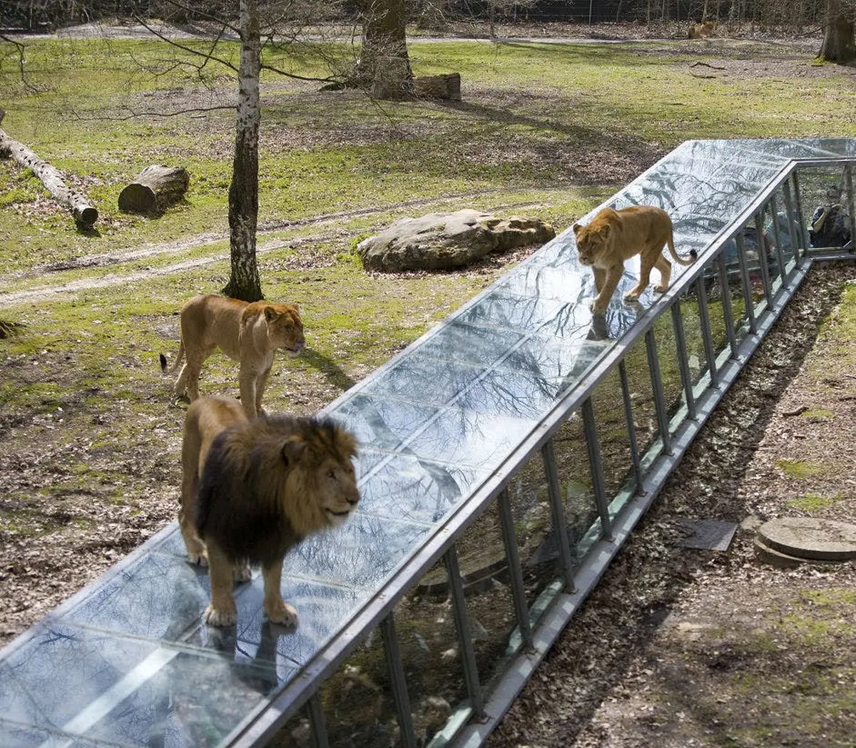 Safari Thoiry : Billet d'entrée