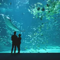 Aquarium Nausicaá: Billet coupe-file DR