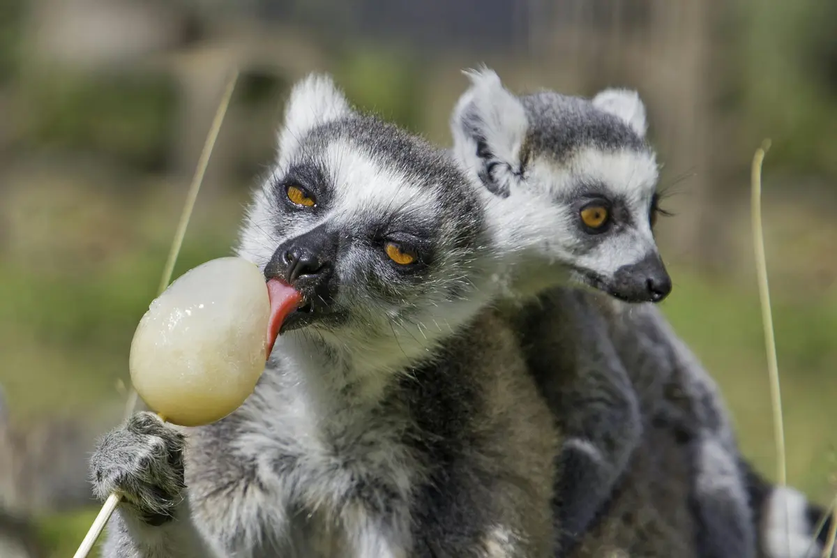 Safari Thoiry : Billet d'entrée