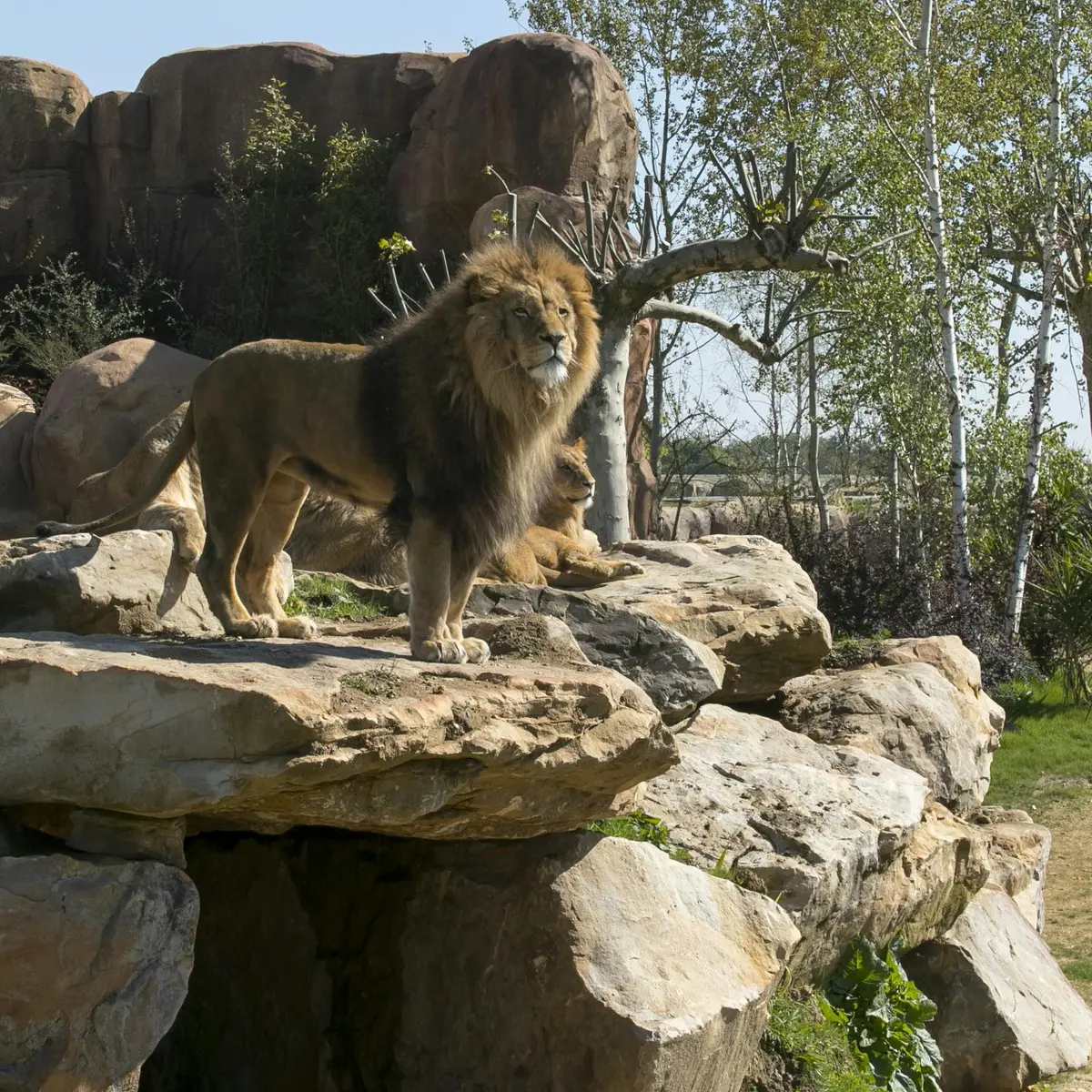 Un lion debout sur une grande formation rocheuse avec des arbres et des arbustes en arrière-plan.