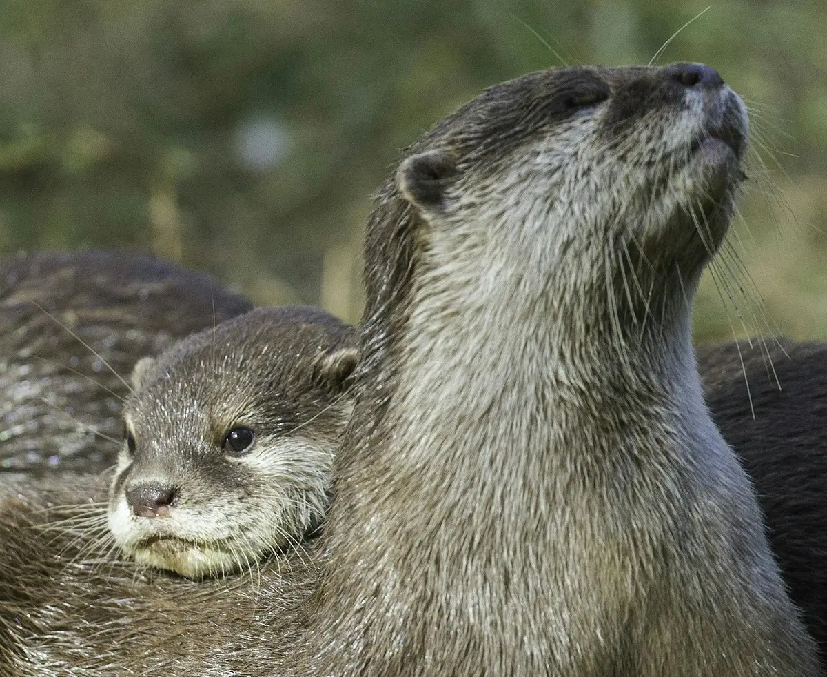 Safari Thoiry : Billet d'entrée