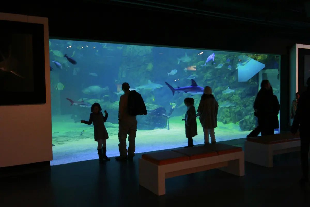 Quatre personnes se détachant sur un grand aquarium, regardant nager divers poissons et un requin. Des bancs se trouvent au premier plan.