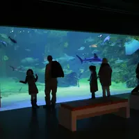 Quatre personnes se détachant sur un grand aquarium, regardant nager divers poissons et un requin. Des bancs se trouvent au premier plan. DR