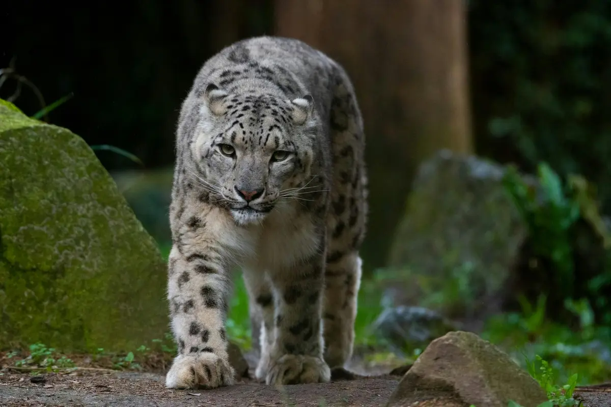 Snow leopard at Amnéville Zoo