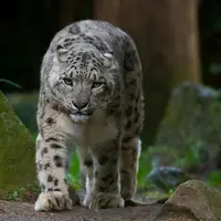Snow leopard at Amnéville Zoo &copy; Zoo Amnéville