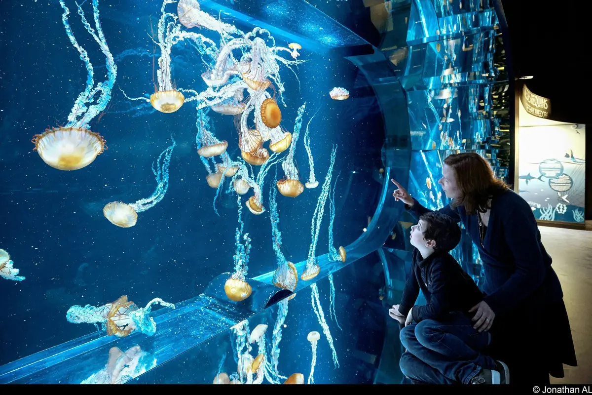 Aquarium Nausicaá: Billet coupe-file