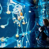 Aquarium Nausicaá: Billet coupe-file &copy; Jonathan Alexandre