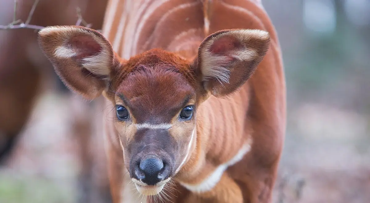 Gros plan d'une jeune antilope aux grands yeux expressifs et aux oreilles proéminentes. Son pelage est brun-rouge avec des marques blanches.