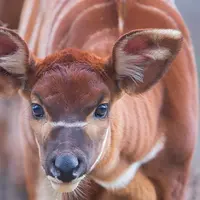 Gros plan d'une jeune antilope aux grands yeux expressifs et aux oreilles proéminentes. Son pelage est brun-rouge avec des marques blanches. DR