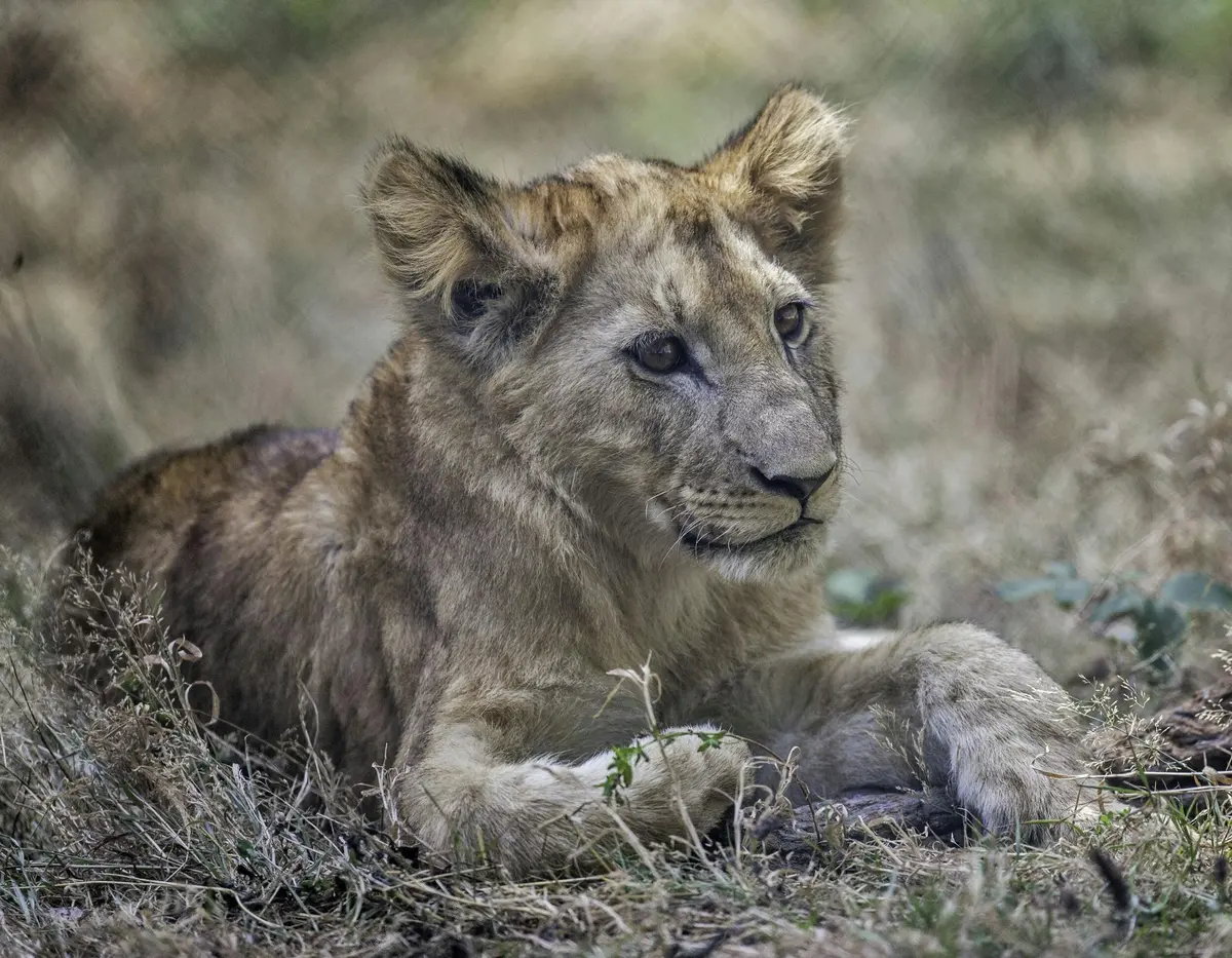Safari Thoiry : Billet d'entrée