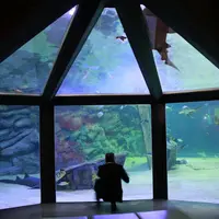 Personne agenouillée devant un grand aquarium, observant les poissons et les requins nageant à l'intérieur de l'aquarium à travers de grands panneaux de verre triangulaires. DR