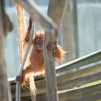 Orangutan at Amnéville zoo &copy; Zoo Amnéville