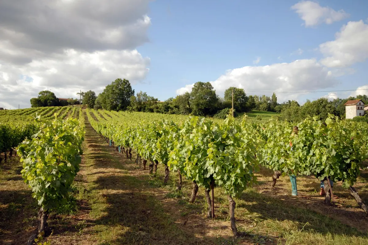 Gaillac vineyard