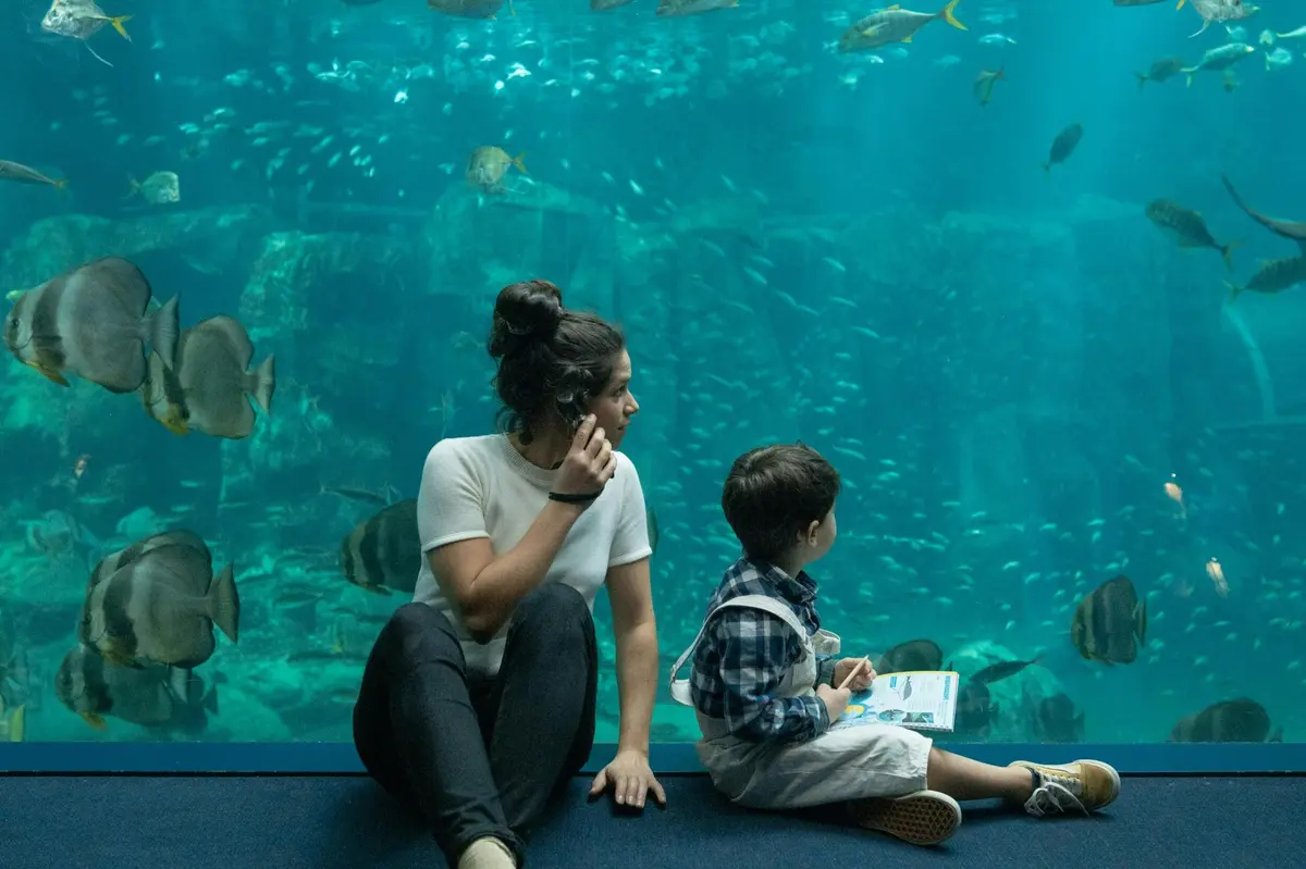 Aquarium Nausicaá: Billet coupe-file