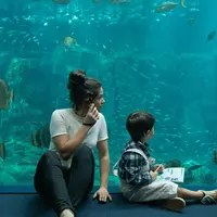 Aquarium Nausicaá: Billet coupe-file DR