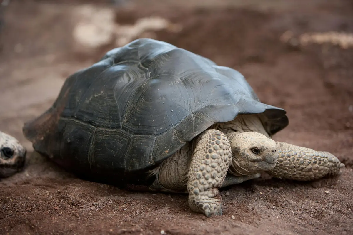 Une grande tortue à la carapace sombre et texturée et aux membres rugueux et grisâtres repose sur une plaque de terre brune.