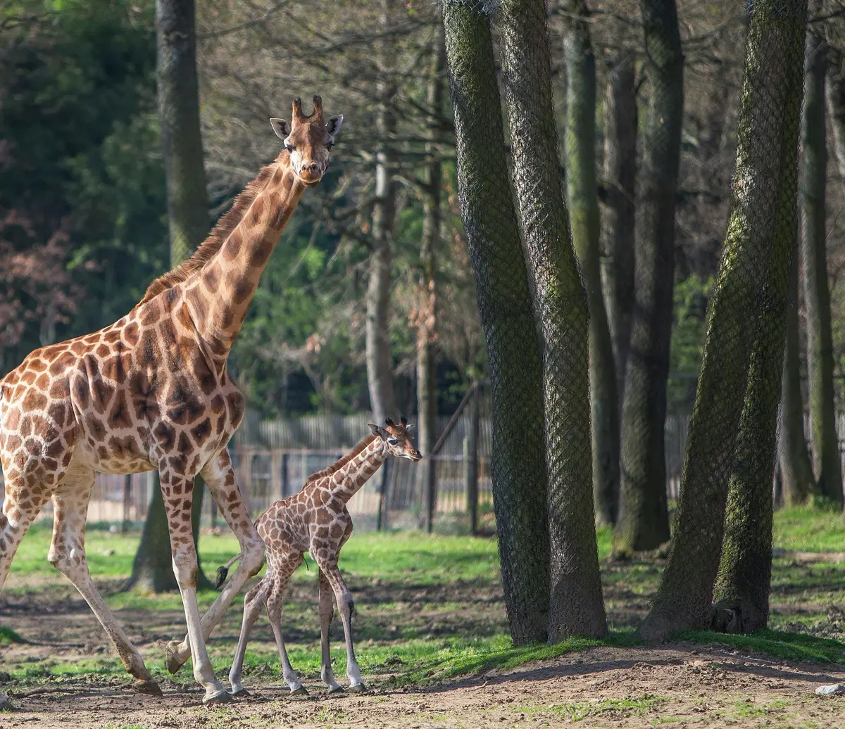Une girafe adulte et un bébé girafe marchent ensemble sur un chemin de terre herbeux, entouré d'arbres.