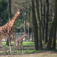 Une girafe adulte et un bébé girafe marchent ensemble sur un chemin de terre herbeux, entouré d'arbres. DR