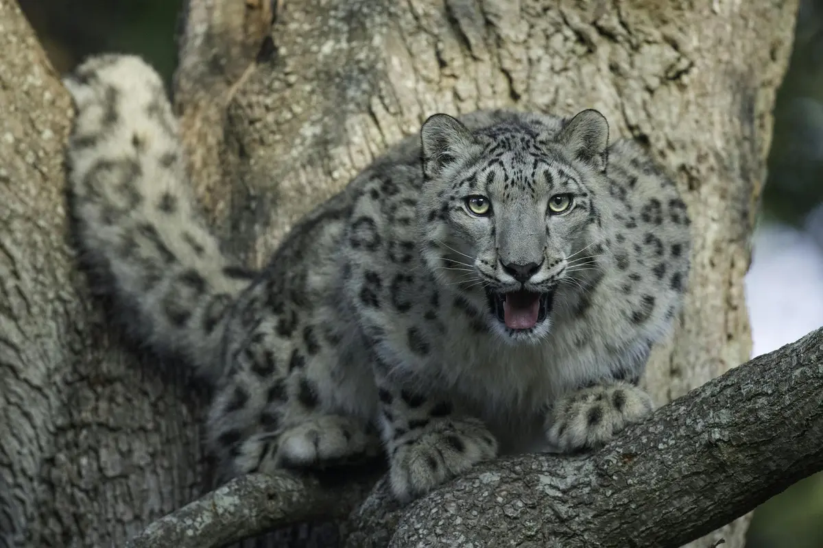 Safari Thoiry : Billet d'entrée