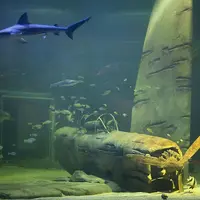 Scène sous-marine d'une épave d'avion entourée de divers poissons et d'un requin, avec une grande hélice visible. DR