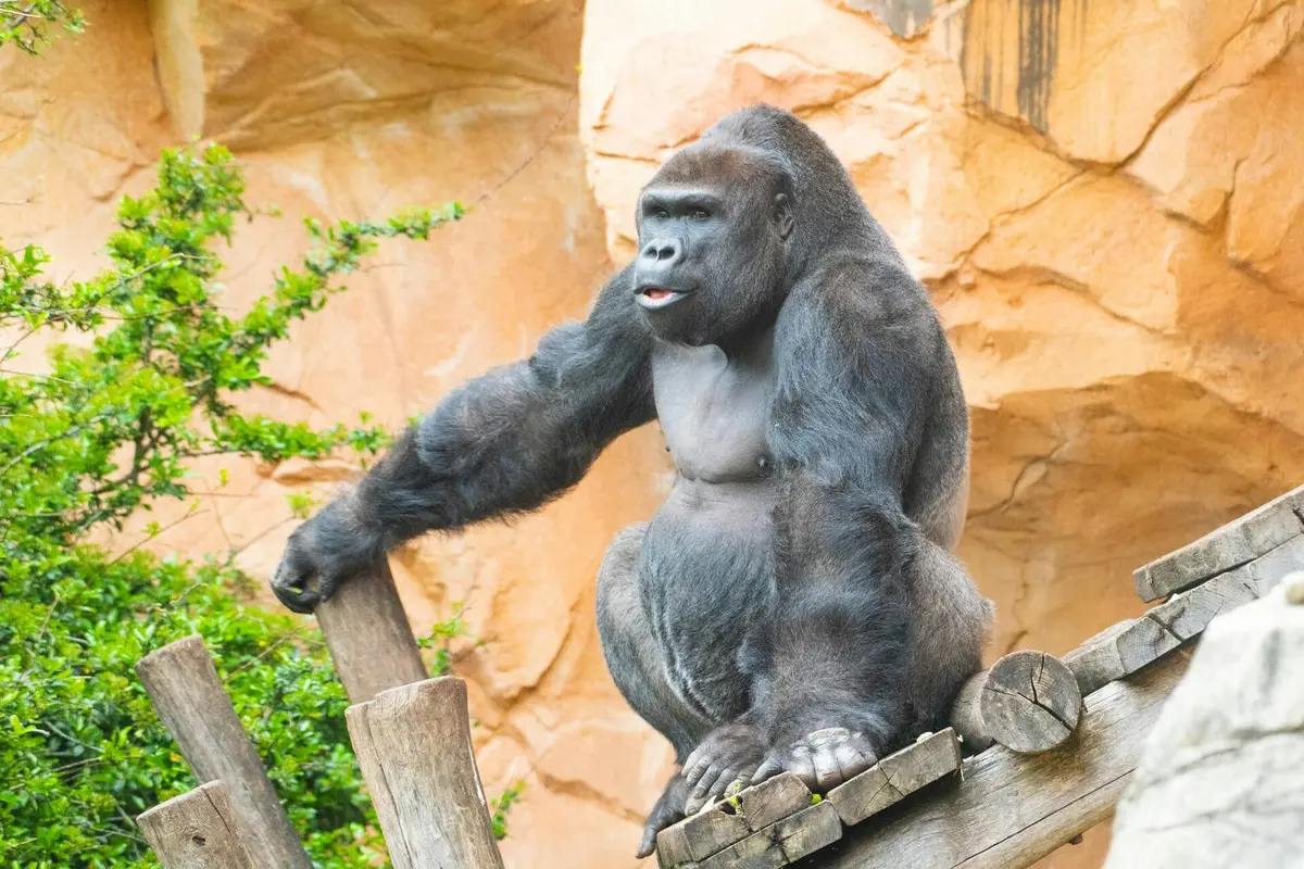 Gorille du zoo