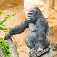 Gorille du zoo &copy; Zoo Amnéville