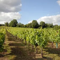 Gaillac vineyard &copy; Ophorus