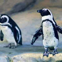 Aquarium Nausicaá: Billet coupe-file DR