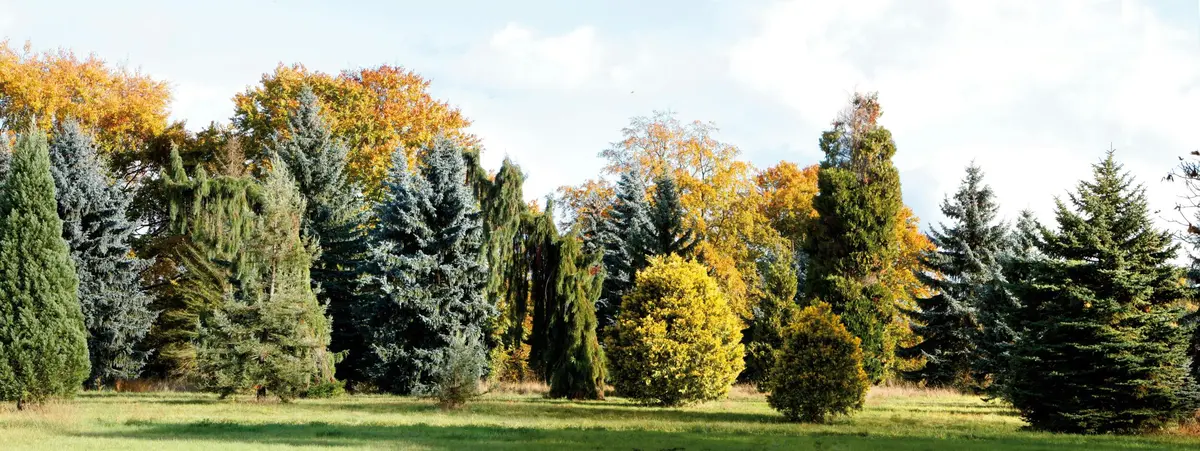 Arbres au feuillage d'automne et arbres à feuilles persistantes dans un parc sous un ciel nuageux.