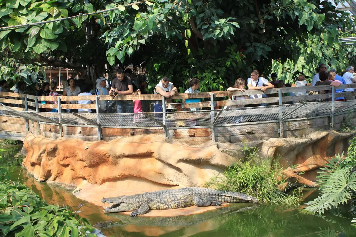 Les visiteurs se tiennent derrière une barrière clôturée et observent un crocodile qui se repose près d'un étang dans un environnement tropical luxuriant.