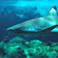 Un requin nageant sous l'eau avec un arrière-plan flou composé d'autres créatures marines et de plantes sous-marines. DR
