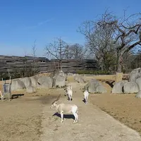 Quatre antilopes blanches aux longues cornes recourbées se tiennent debout et marchent dans l'habitat rocheux et clos d'un zoo, avec des arbres sans feuilles et un ciel bleu. &copy; Guilhem Vellut