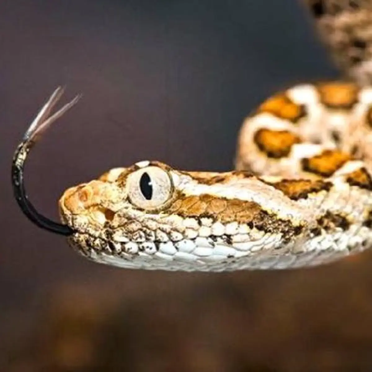 Gros plan d'un serpent au corps brun et blanc à motifs, langue fourchue étendue, sur un fond sombre flou.