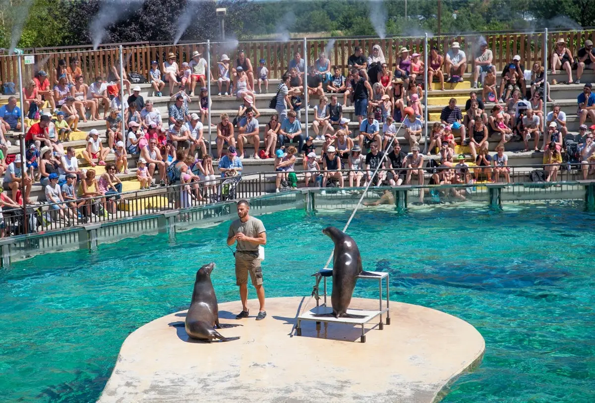 Une foule regarde un dresseur s'exercer avec deux otaries sur une plate-forme au bord d'une piscine.