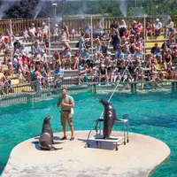 Une foule regarde un dresseur s'exercer avec deux otaries sur une plate-forme au bord d'une piscine. DR