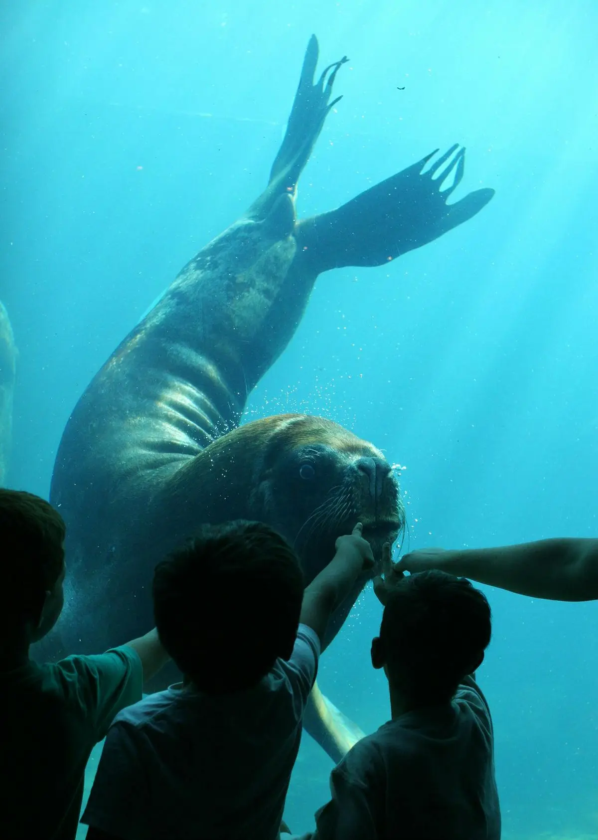 Des enfants montrent du doigt un lion de mer qui nage sous l'eau dans un aquarium.